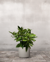 type=Simple krukke/color=Light Sand