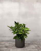 type=Simple krukke/color=Warm Black