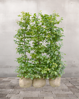 Avnbøg Vinter Premium 'Carnipus betulus', Topkvalitet Færdighæk