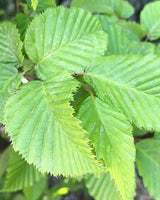 Avnbøg Vinter Premium 'Carnipus betulus', Topkvalitet Færdighæk