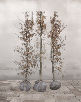 Avnbøg Vinter Premium 'Carnipus betulus', Topkvalitet Færdighæk