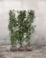 Bærmispel Aks, Amelanchier spicata, Topkvalitet Færdighæk