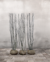 Bærmispel Aks, Amelanchier spicata, Topkvalitet Færdighæk