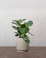 type=Simple krukke/color=Light Sand