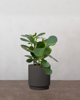 type=Simple krukke/color=Warm Black