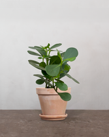 type=Terracotta krukke/color=Terracotta