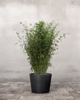 type=Greenify Udendørskrukke/color=Sort