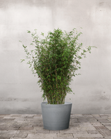 type=Greenify Udendørskrukke/color=Grå