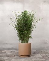 type=Simple krukke/color=Pale Terracotta