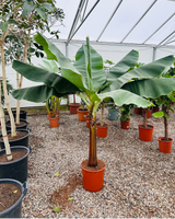 type=Ingen krukke/color=Ingen farve