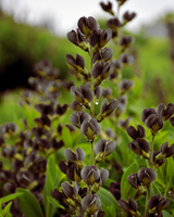Farvebælg, Baptisia 'Dark Chocolate - 12 cm potte