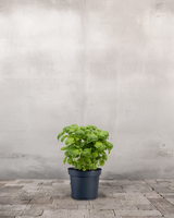 type=Ingen krukke/color=Ingen farve