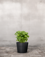 type=Greenify Udendørskrukke/color=Sort