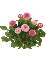 Tusindfryd, Bellis perennis 'Planet Strawberry and Creme' – 10-20 cm