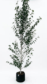 Himalajabirk, Betula utilis 'Jacquemontii' - 350-400 cm