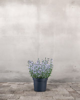 type=Ingen krukke/color=Ingen farve