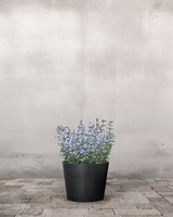 type=Greenify Udendørskrukke/color=Sort