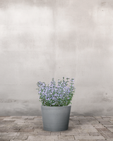 type=Greenify Udendørskrukke/color=Grå