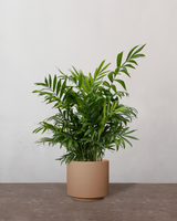 type=Simple krukke/color=Pale Terracotta