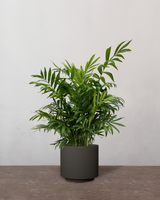 type=Simple krukke/color=Warm Black