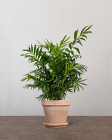 type=Terracotta krukke/color=Terracotta