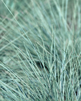 detalje