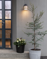 Blå Atlasceder, Cedrus atlantica 'Glauca' - 125-150 cm