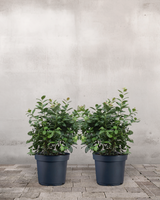 type=Ingen krukke/color=Ingen farve