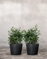 type=Greenify Udendørskrukke/color=Sort