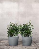 type=Greenify Udendørskrukke/color=Grå