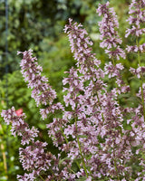 Blåkant / Katteurt, Pink, Nepeta 'Whispurr Pink' - 19 cm potte