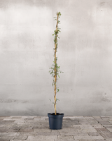 type=Ingen krukke/color=Ingen farve