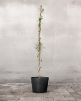 type=Greenify Udendørskrukke/color=Sort