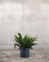 type=Ingen krukke/color=Ingen farve