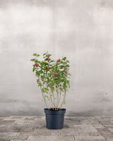 type=Ingen krukke/color=Ingen farve