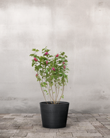 type=Greenify Udendørskrukke/color=Sort