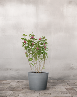 type=Greenify Udendørskrukke/color=Grå