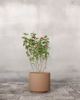 type=Simple krukke/color=Pale Terracotta