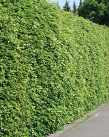 type=Ingen krukke/color=Ingen farve