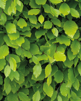 type=Greenify Udendørskrukke/color=Sort