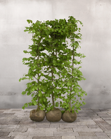 Bøg 'Fagus Sylvatica', Topkvalitet Færdighæk