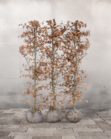 Bøg 'Fagus Sylvatica', Topkvalitet Færdighæk