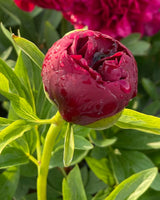 Bonderose, Paeonia off. 'Rubra Plena' - 60-80 cm