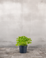 type=Ingen krukke/color=Ingen farve