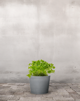 type=Greenify Udendørskrukke/color=Grå