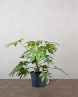 type=Ingen krukke/color=Ingen farve