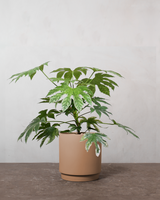 type=Simple krukke/color=Pale Terracotta