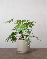 type=Simple krukke/color=Light Sand