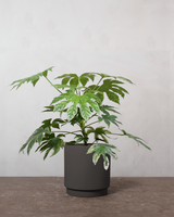 type=Simple krukke/color=Warm Black