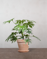 type=Terracotta krukke/color=Terracotta